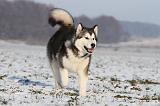 ALASKAN MALAMUTE 096